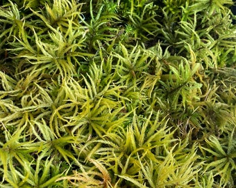 American Tree Moss, Climacium americanum, Tree Climacium moss,  Terrarium, vivarium, Updated Plant Sizes