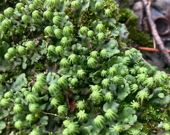Cultivated Umbrella Liverwort,(FEMALES), Marchantia polymorpha,  Organic Plants Terrarium Vivarium  Bonsai