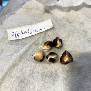 12 +2 NON GMO Moringa Oleifera Tree NEW Seeds, tested 1/31-2/5 2026 indoors, started to sprout in 3 days, grow your own Moringa trees afbeelding 3