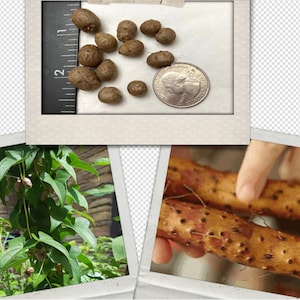 8/ 2025 New Organic Chinese Air Potatoes 10, 20 or 30 Iron Stick Yam aerial tubers 铁棍山药豆  Dioscorea polystachya