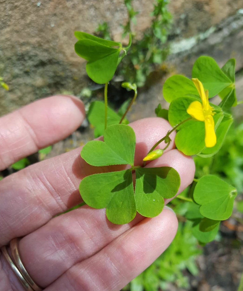 Plants Seedlings 10 Live Plants Organic Yellow Wood Sorrel Edible Weed Herb Crafts Not Seeds Startupacademy Md