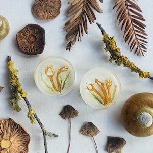 May include: Two clear, round resin earrings with dried orange fungi and green moss encased inside. The earrings are surrounded by dried mushrooms, twigs with yellow lichen, and a snail shell on a white background.