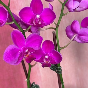 PHALAENOPSIS ORCHIDEEPLANT Levende phalaenopsisorchidee prachtige paarse bloemen