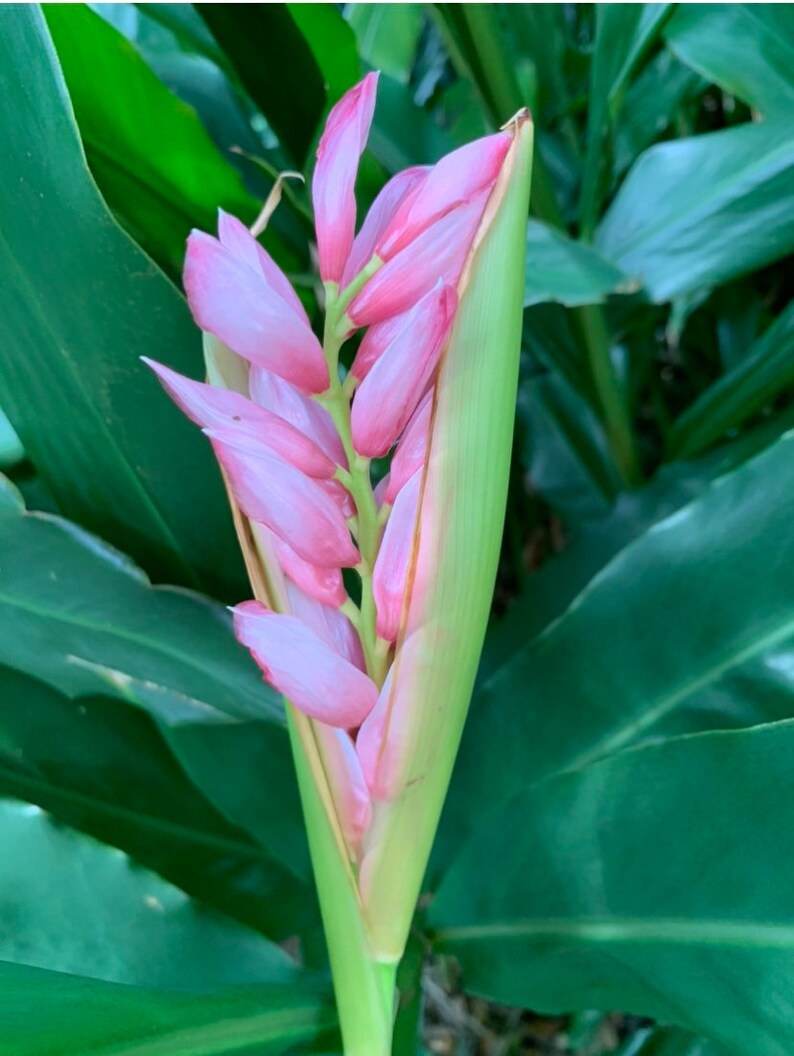 PINK GINGER PLANTLive Plant Alpinia Malaccensis Giant Etsy