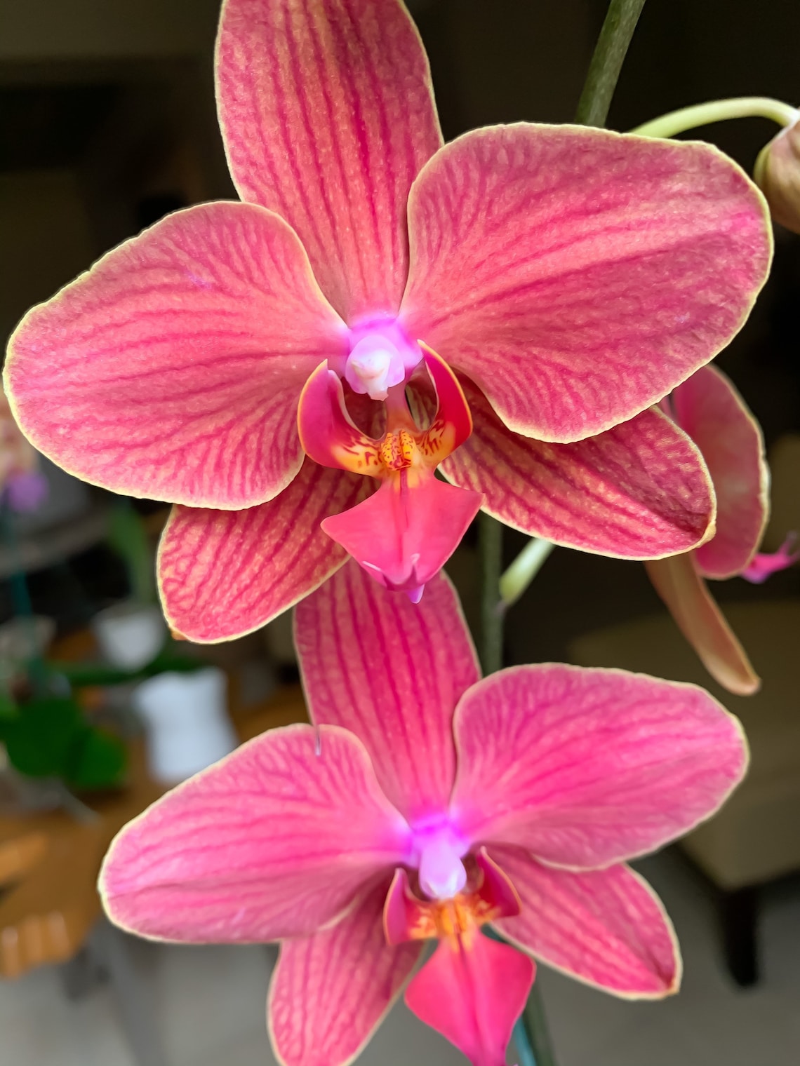 ORCHID PLANT LIVE Phalaenopsis in Bloom 40 hr Heat Pack Etsy