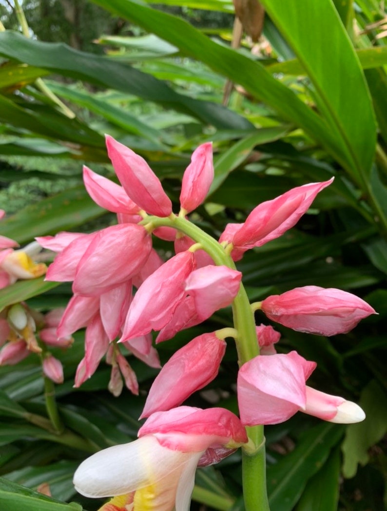 GINGER PLANT Pink Flower Live Plant Alpinia Malaccensis Etsy