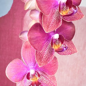 PHALEONOPSIS ORCHIDEEPLANT In Bloei!!  Levende phalaenopsisplant. Phal. I-Hsin Little Red Hat