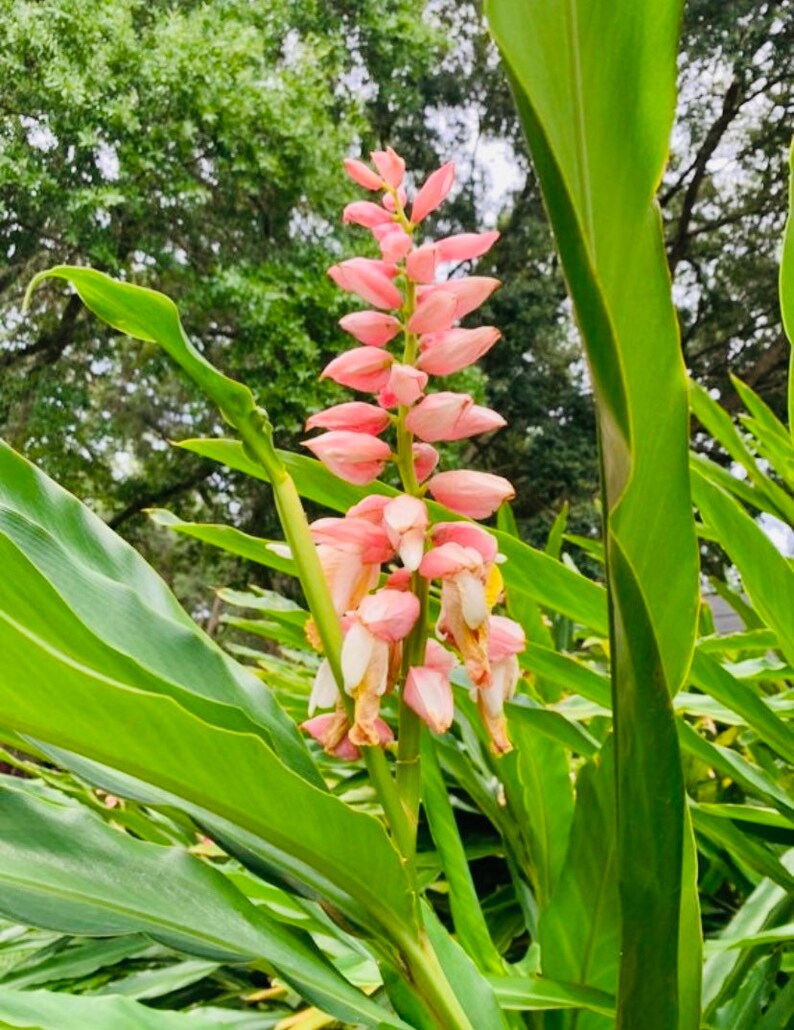 PINK GINGER PLANTLive Plant Alpinia Malaccensis Giant Etsy