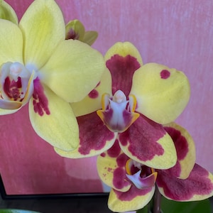 PHALAENOPSIS ORCHIDEEPLANT Phalaenopsis-orchidee Prachtige gele en paarse bloemen