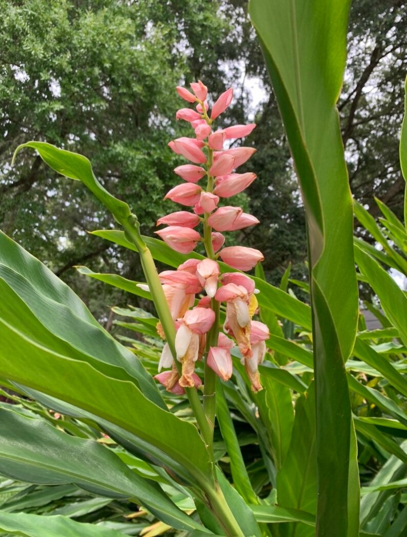 GINGER PLANT Pink Flower Live Plant Alpinia Malaccensis Etsy