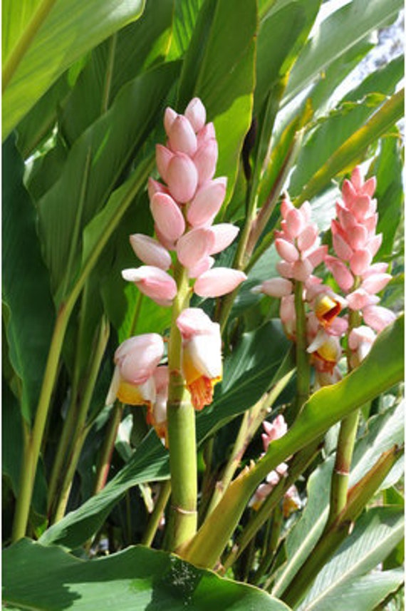 Shell Ginger Plant Pink Alpinia Malaccensis Giant Etsy
