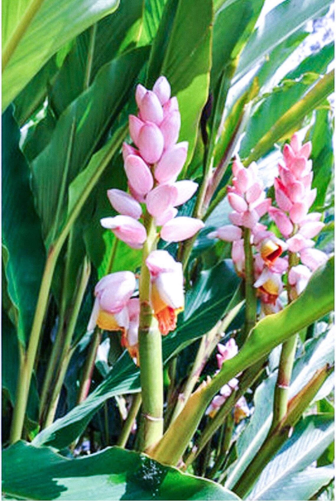 GINGER PLANT Pink Flower Live Plant Alpinia Malaccensis Etsy