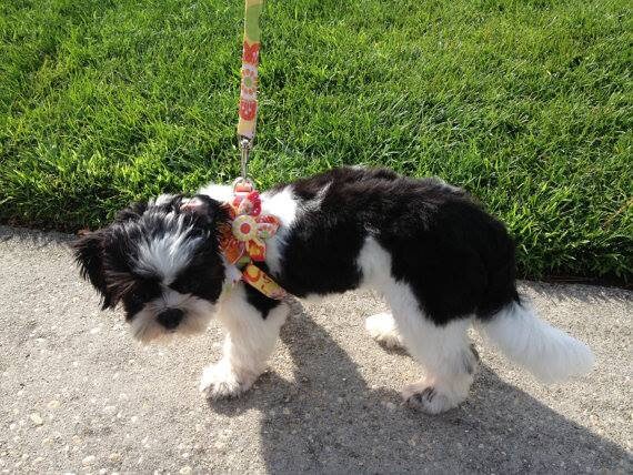 custom made small dog harness