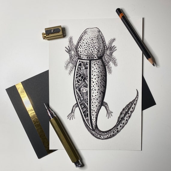 Steampunk Pencil Drawing Print Axolotl Scientific A5 Etsy Steampunk Pencil Drawing Print Axolotl Scientific A5 Etsy
