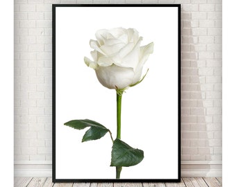 Isolated White Rose Art/Canvas Print Wall Art Home Decor Poster Isolated White Rose Art/Canvas Print Wall Art Home Decor Poster