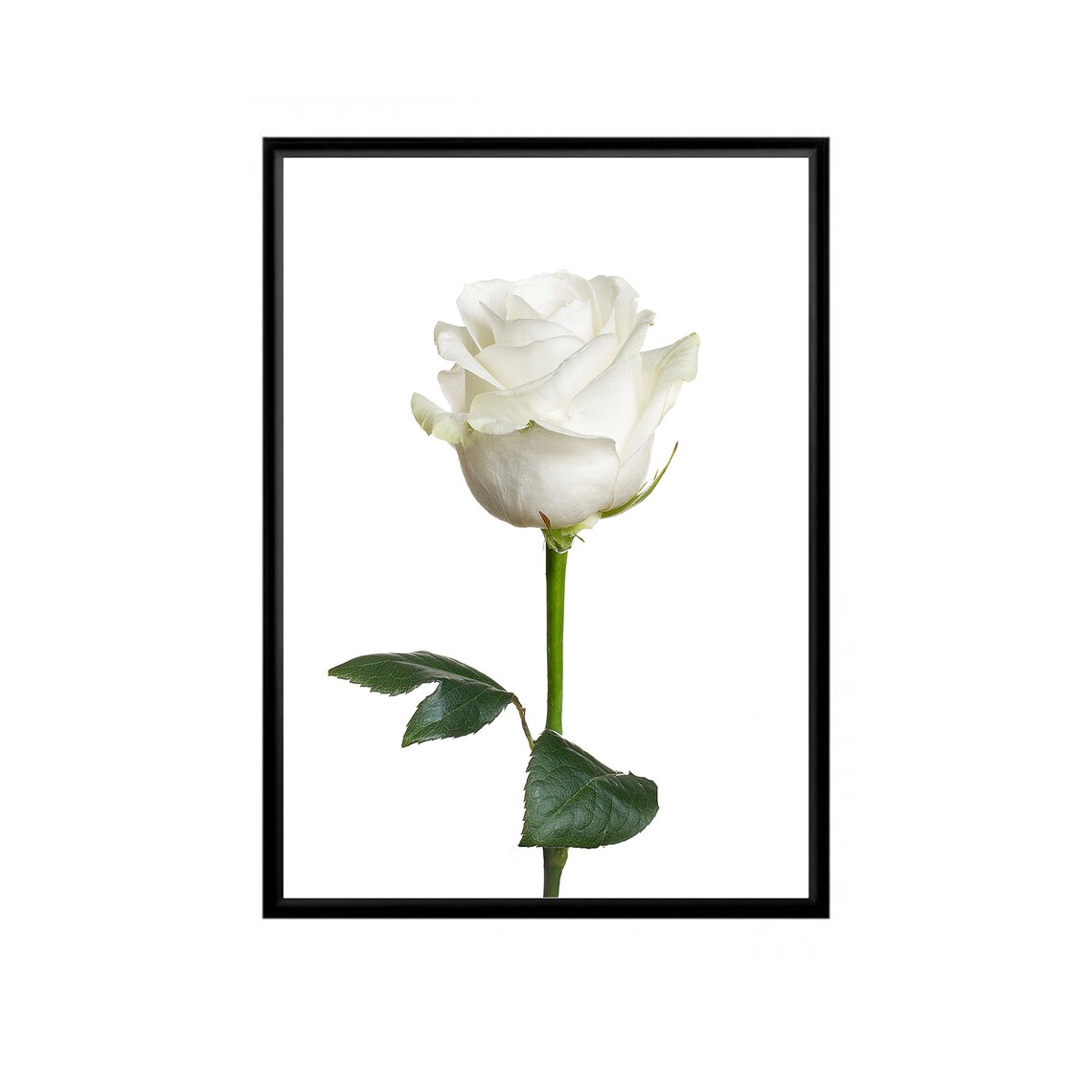 Rose Wall Art Flower Wall Art White Rose Print Botanical Etsy UK