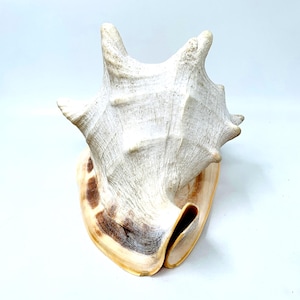 Pode incluir: Uma grande concha branca com uma borda marrom e amarela. A concha tem uma forma única e espinhosa e é um belo exemplo da arte da natureza.