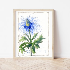 Botanical print for kitchen, botanical watercolor illustration, kitchen wall decor with botanical watercolor print, eryngium
