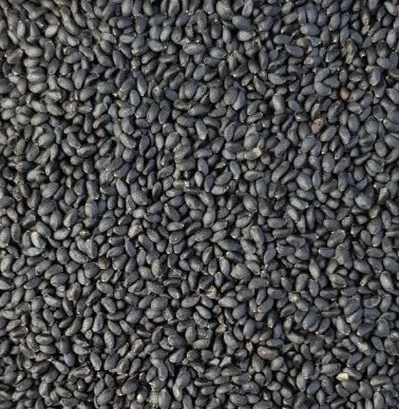 Basil Seeds 100 G Pack sabja Seeds Sweet Basil Etsy