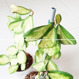 Hoya Kerii [XL] 'Reverse variegata' Splash pattern