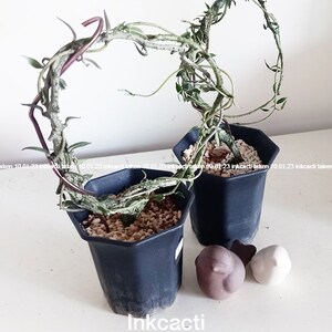 Ceropegia armandii/madagascar succulents [L, XL]