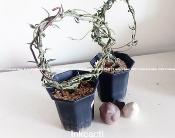 Ceropegia armandii/madagascar succulents [L, XL]