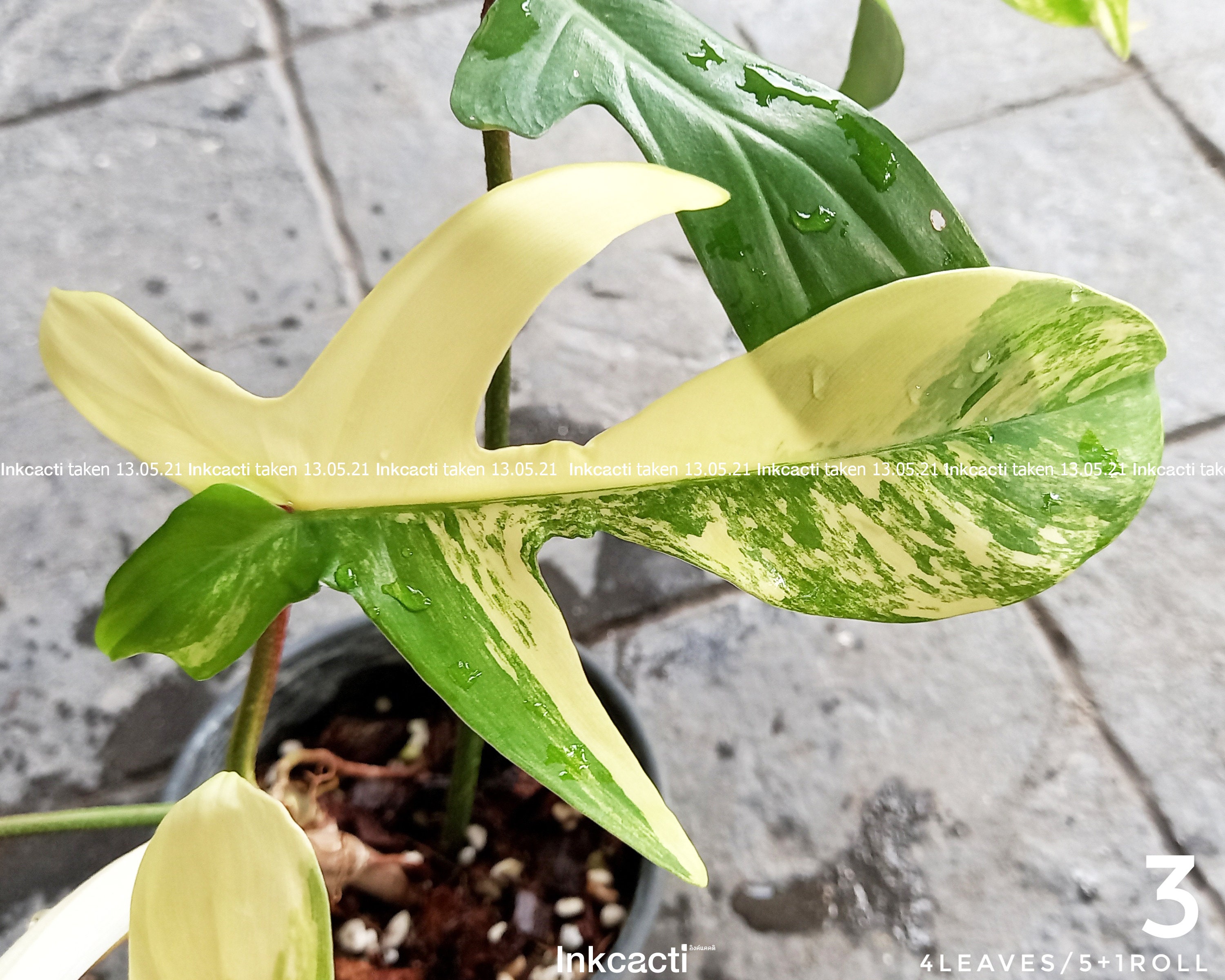 Philodendron Pedatum Variegated Philodendron Florida Beauty Etsy