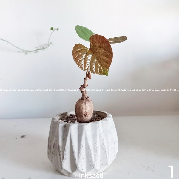 Ampelocissus martini Planch/Wild Thai Grape caudex