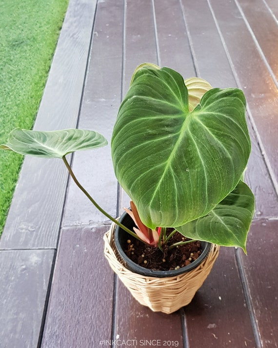 Philodendron El Choco Red Rare Tropical Plant Etsy