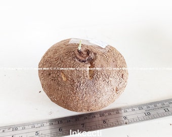 SALE - Stephania erecta Craib [GIANT size, 452g]  11cm, #456