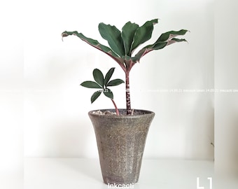 Amorphophallus atroviridis/plante exotique/plante rare [M]