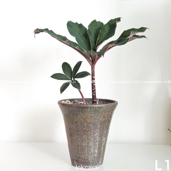 Amorphophallus atroviridis/planta exótica/planta rara [M]