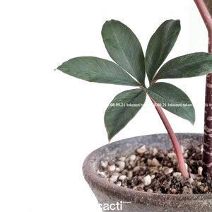 Amorphophallus atroviridis/exotic plant/rare plant M image 4