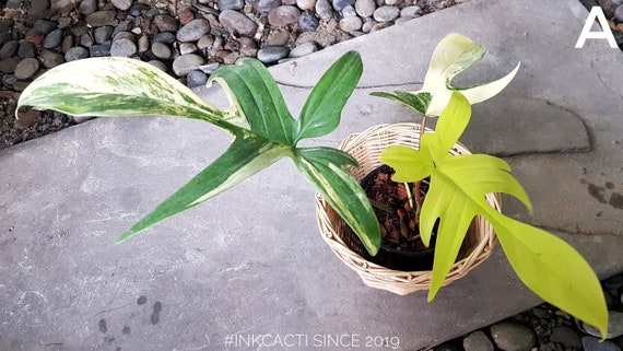 Philodendron Pedatum Variegated Philodendron Florida Beauty Etsy