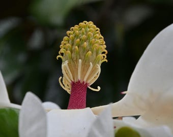 Magnolia Bud in Bloom Photograph by Before the Blur Artistry