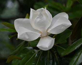 Magnolia in Bloom Photograph by Before the Blur Artistry