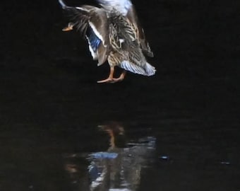 Duck Reflections  Photograph by Before the Blur Artistry