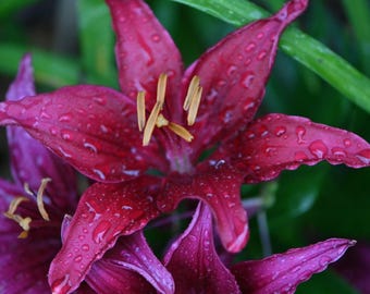 Magestic Flower Photograph by Before the Blur Artistry
