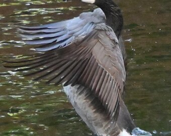 Beautiful Geese in Flight Photograph by Before the Blur Artistry