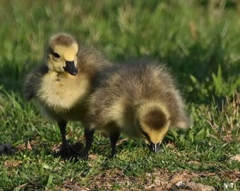 Baby Geese 2  Photograph by Before the Blur Artistry