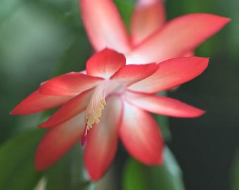 Christmas Cactus in Bloom Photograph by Before the Blur Artistry