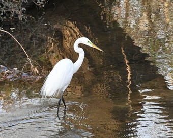 Egret 1 Photograph by Before the Blur Artistry
