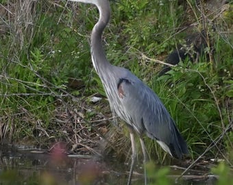 Heron Photograph by Before the Blur Artistry