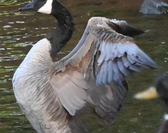 Beautiful Geese in Flight 1 Photograph by Before the Blur Artistry