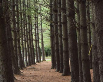 Pine Rows Photograph by Before the Blur Artistry