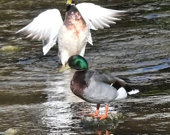 Duck Pair  Photograph by Before the Blur Artistry