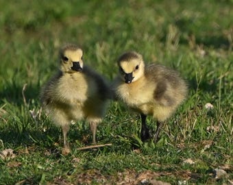 Baby Geese 1 Photograph by Before the Blur Artistry