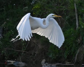 Egret 3 Photograph by Before the Blur Artistry