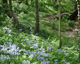 Peace  in the Forest 1 Photograph by Before the Blur Artistry