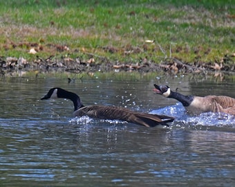 Bantering Geese  Photograph by Before the Blur Artistry